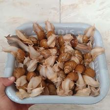 حراج حلزون پرورشی
