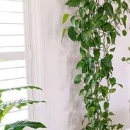 گل طبیعی زنده زیبایی خانه محل کار و..
