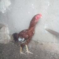 مرغ وخوروس لاری اصل