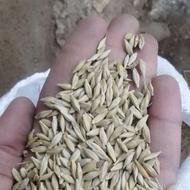 فروش جو محلی خصیل جو