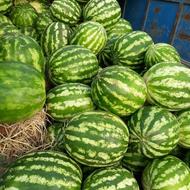 هندوانه درجه یک27 در خدمت همگی هستیم