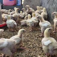 جوجه گوشتی رأس 308اصل20روزه