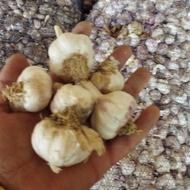 سیر خشک تمیز خوراکی و بذری