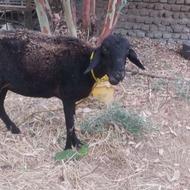 گوسفند دورگ ترکمنی