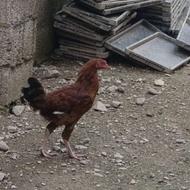 خروس لاری اصیل
