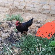 خروس سیاه جوان