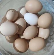 تخم مرغ محلی خوراکی