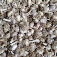 فروش سیر بذری