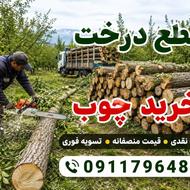 قطع فوری درخت و جمع اوری