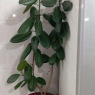 گل خانگی سه عدد