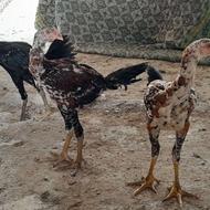 جوجه لاری تاج مهر