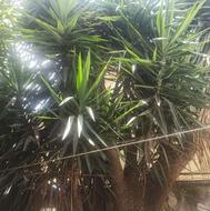 یوکا ده متری