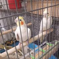 فروش یک جفت عروس هلندی مولد