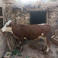 نوین سمینتال داشتی