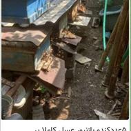 زنبور عسل کارانیکا