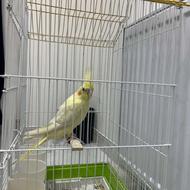 طوطی عروس هلندی با قفس