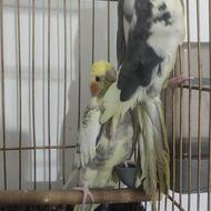 عروس هلندی .