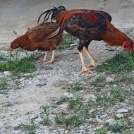 مرغ لاری و خروس لاری