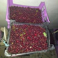 آلبالو بومی روستای هونجان