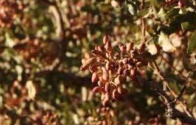3000 متر باغ پسته روستای کله دره