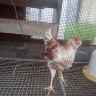 تعدادی مرغ و خروس امروک و ویاندوت