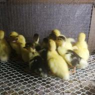 جوجه اردک اسراییلی ، روسی