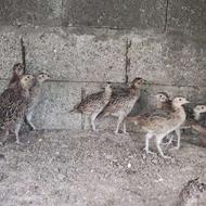 جوجه مرغ وخروس آمریکایی