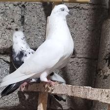 کفتر ،کبوتر پرشی