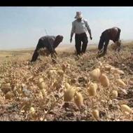 نخود اجاری میخام نصف نصف میخام کسی دار خبر بده ما ی اکپیم