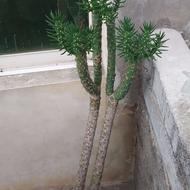 گل کاکتوس بزرگ خارجی