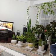 نیازمند نظافتچی خانوم برای کارهای روزمره