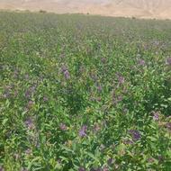 یونجه درجه 1