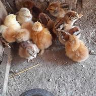 جوجه دورگه زینتی
