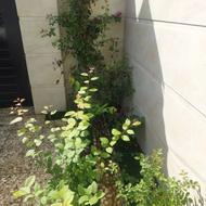 ویلایی بزرگ و تمیز داخل شهر