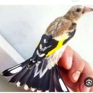 جوجه سهره نرمعاوضه با عروس کوتوله دستی ب علت پشیمانی میفروشم