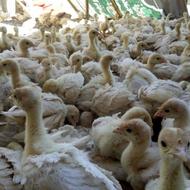 جوجه بوقلمون بیوتی 6بیوتی 6 گوشتی