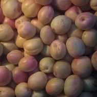 زردالوشیرین وخوشمزه