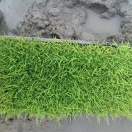 نشا بذر سبدی دستگاهی اماده به نشا بذر امرالهی و طارم هاشمی