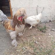 مرغ و خروس سلطان