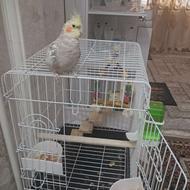 عروس ھلندی نردستی