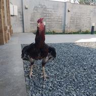 خروس لاری نصل