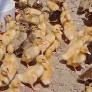 جوجه اردک مگمگی ورامینی6روزه(ویتامین خورده،بارشدعالی)