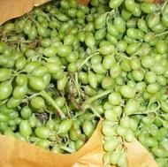 غوره آبگیری09309773910