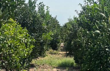فروش زمین کشاورزی 5500 متر در سوته