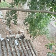 کبوتر پرشی ساعتی پاپر