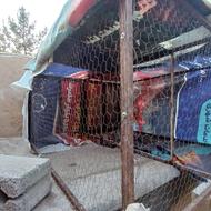 قفس مرغ کبوتر فنچ قناری سگ همه چی