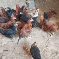نیمچه 5ماهه خروس فریح هاش عالین