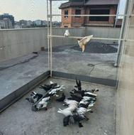 فروش کبوتر پرشی