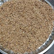 فروش گندم تازه