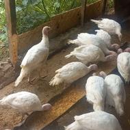 بوقلمون بیوتی